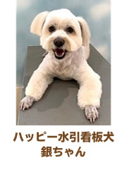 ハッピー水引看板犬 銀ちゃん